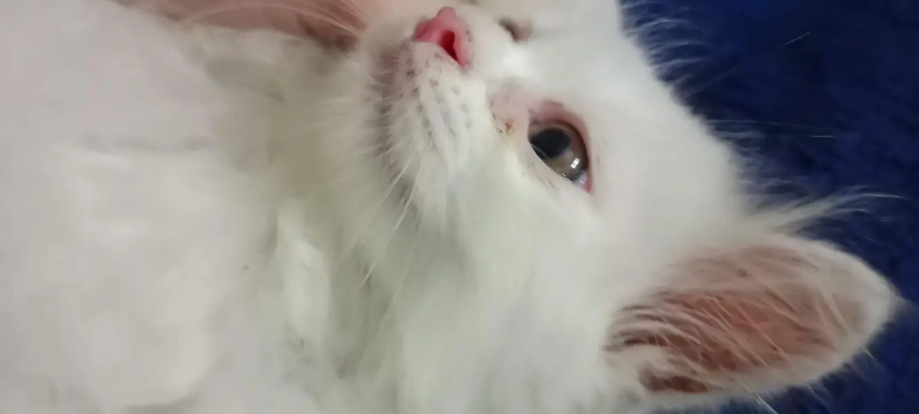 Beautiful Persian Kittens — photo 5