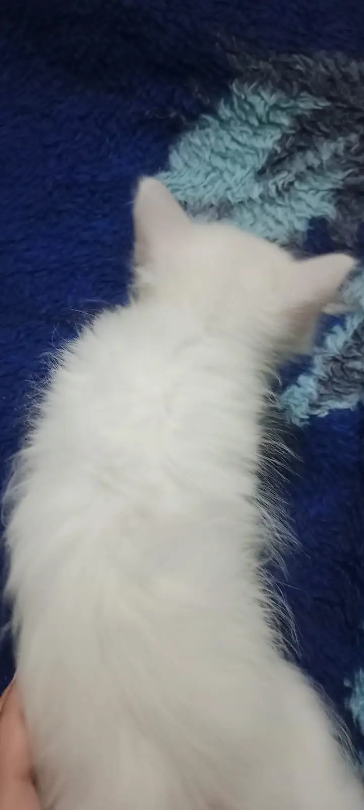 Beautiful Persian Kittens — photo 6