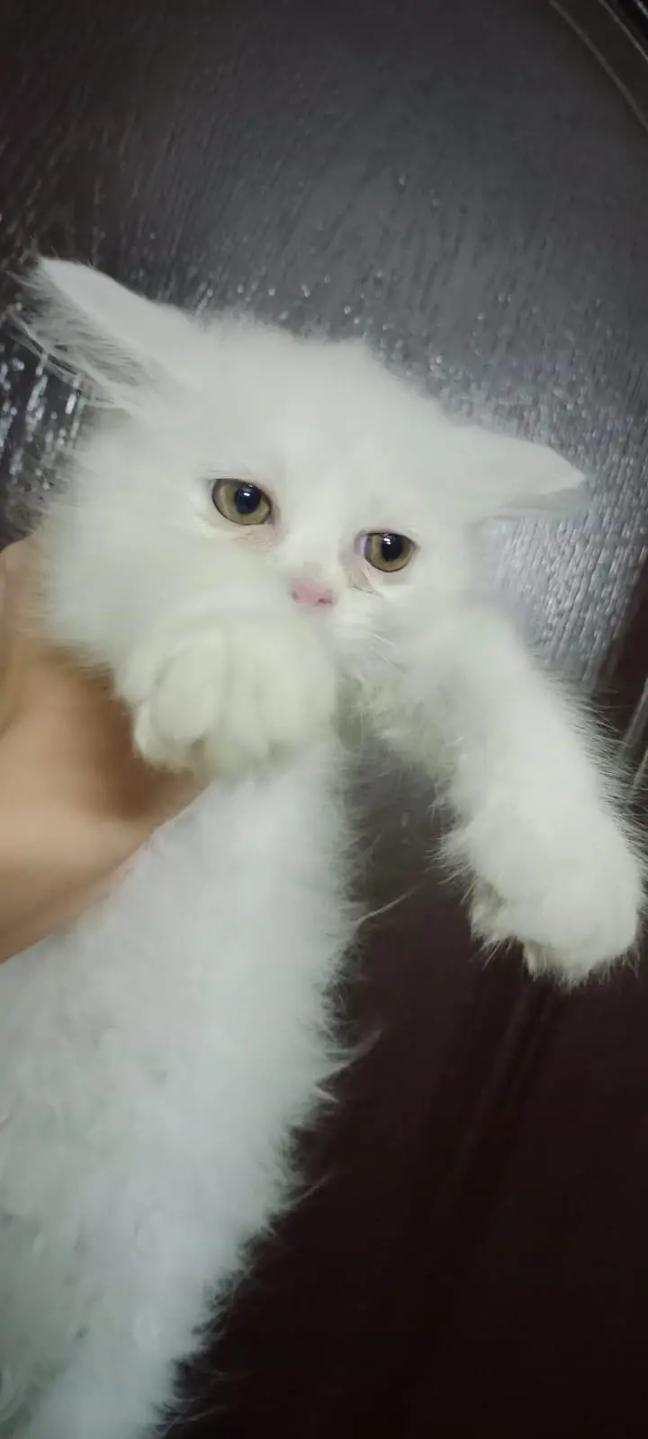 Beautiful Persian Kittens — photo 7