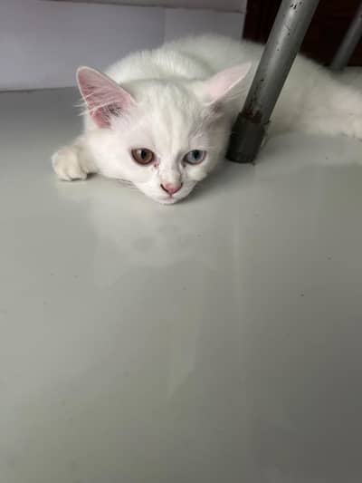 odd eye cat