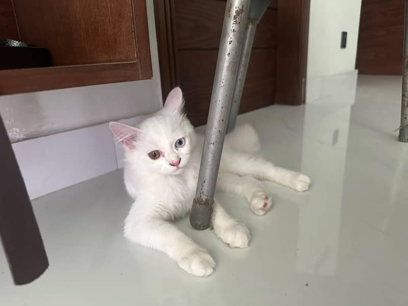 odd eye cat 1