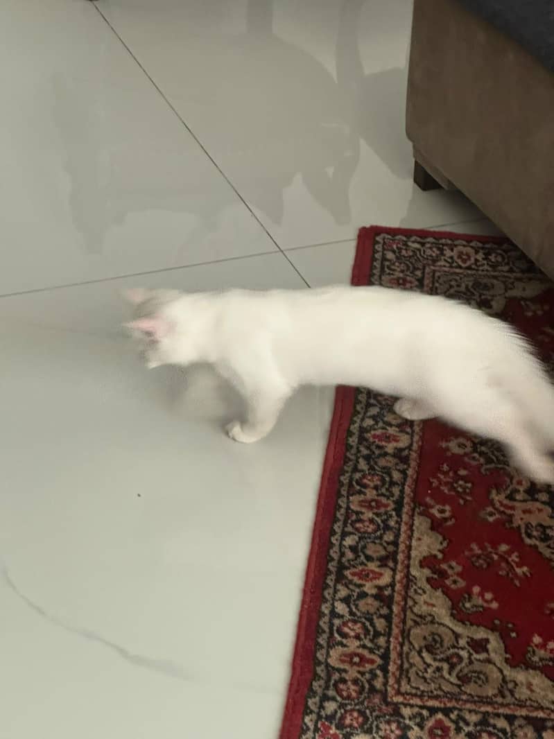 odd eye cat 2