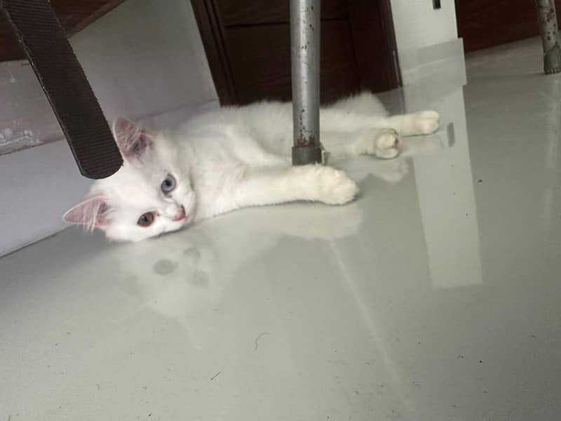 odd eye cat 4
