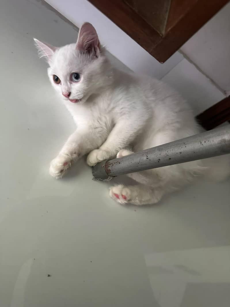 odd eye cat 6