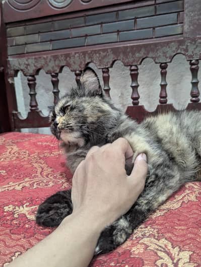 Persian female cat