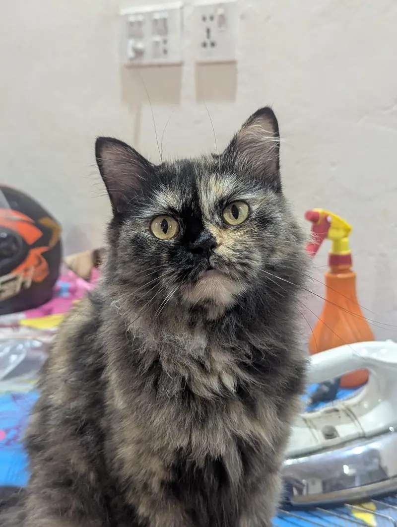 Persian female cat — photo 2