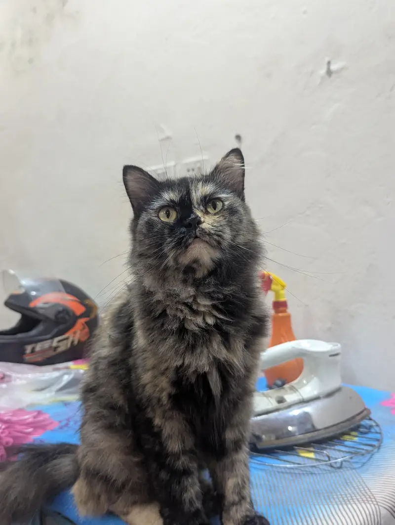 Persian female cat — photo 3