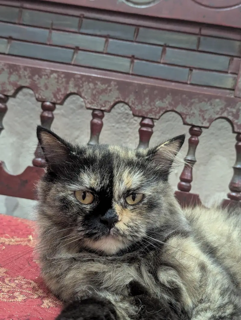 Persian female cat — photo 5