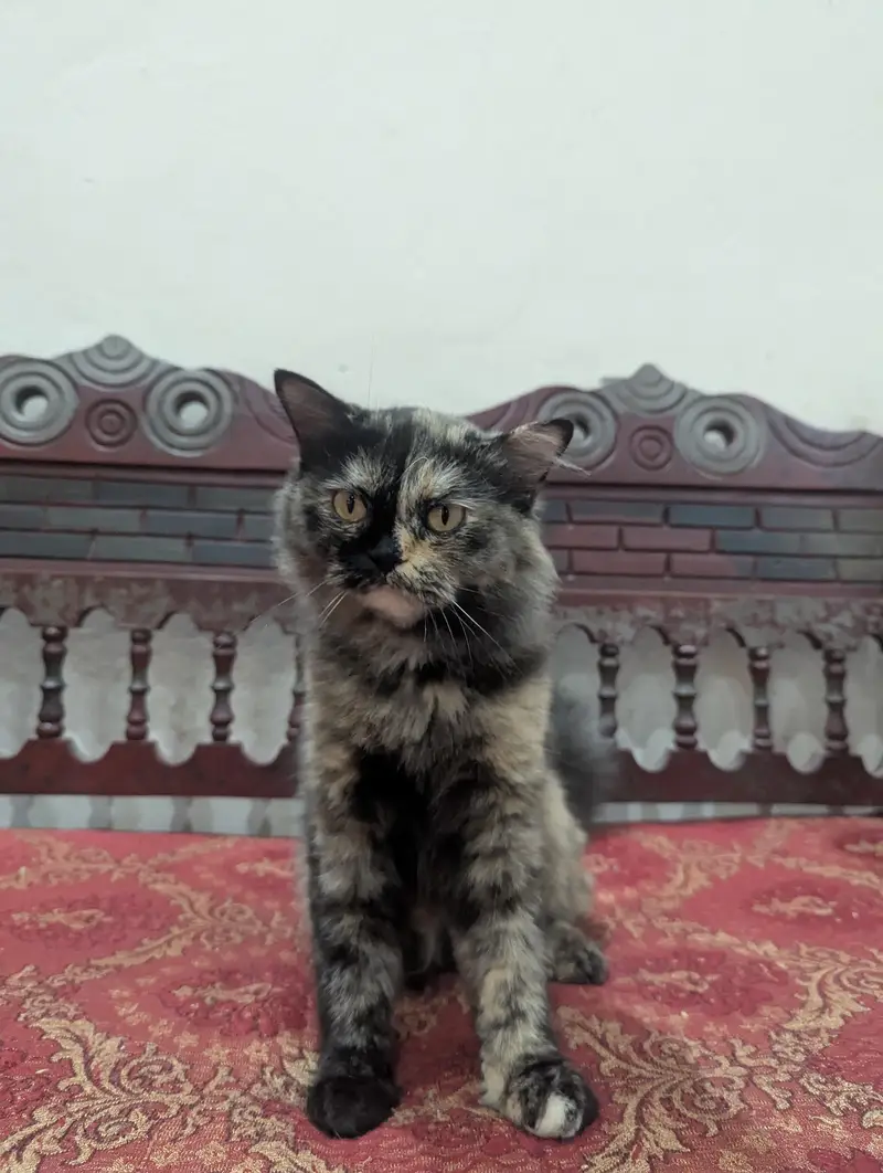 Persian female cat — photo 6