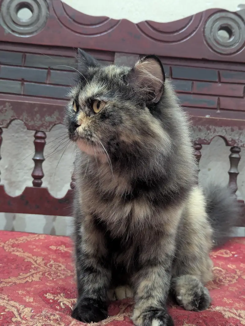 Persian female cat — photo 7