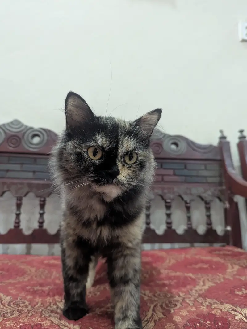Persian female cat — photo 8