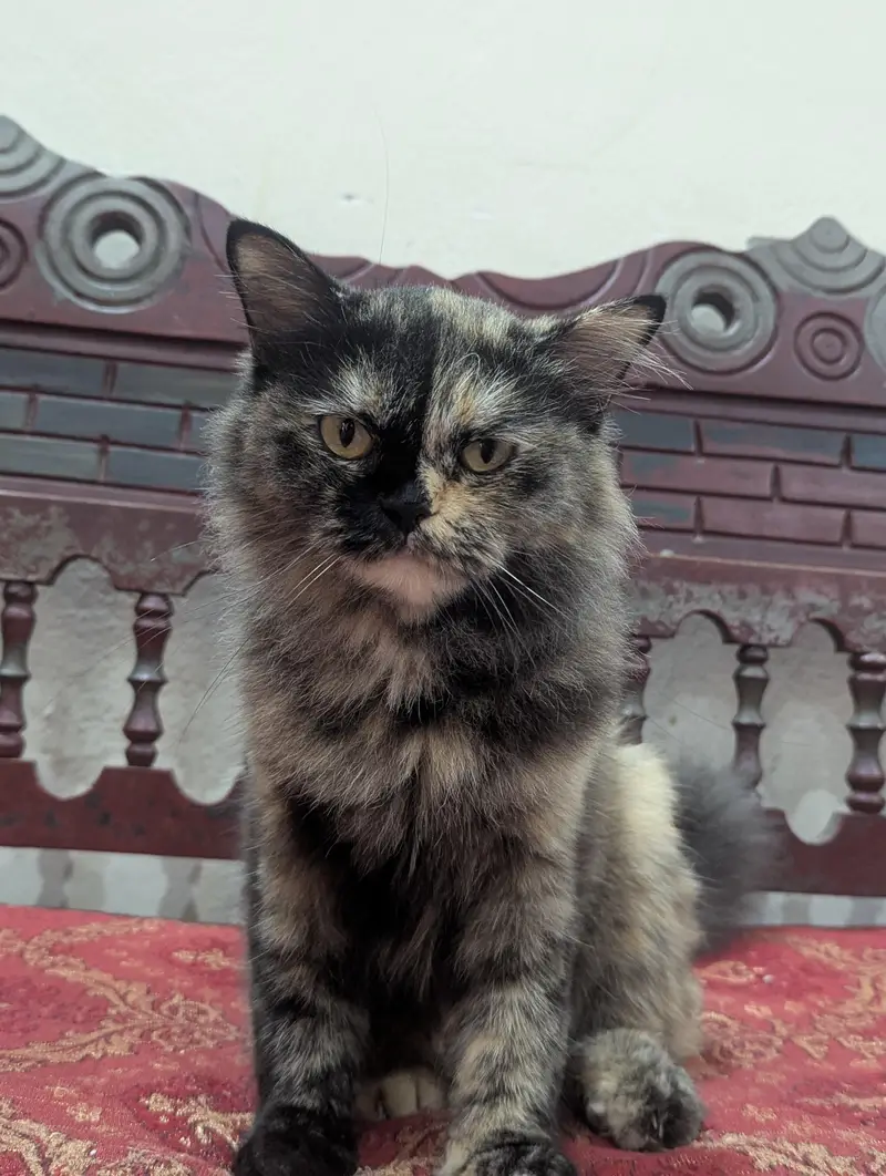 Persian female cat — photo 9