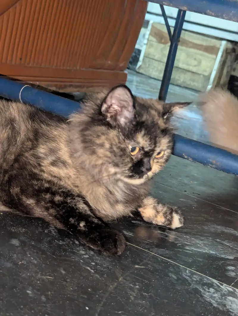 Persian female cat — photo 11