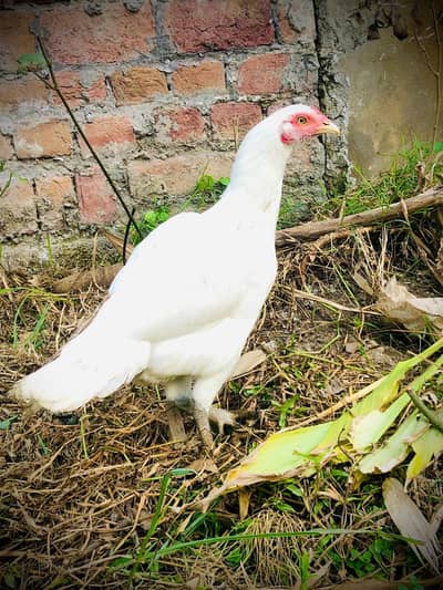 heraa aseel hens 2 hai 2 bar eggs dai chuki hai again eggs pay hai