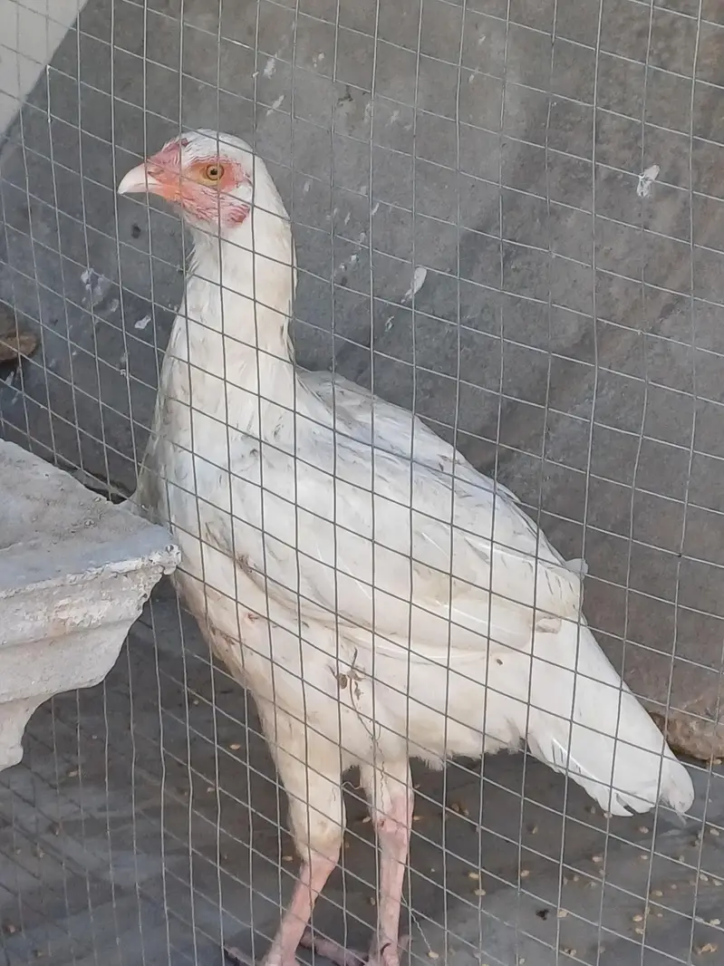 heraa aseel hens 2 hai 2 bar eggs dai chuki hai again eggs pay hai — photo 2