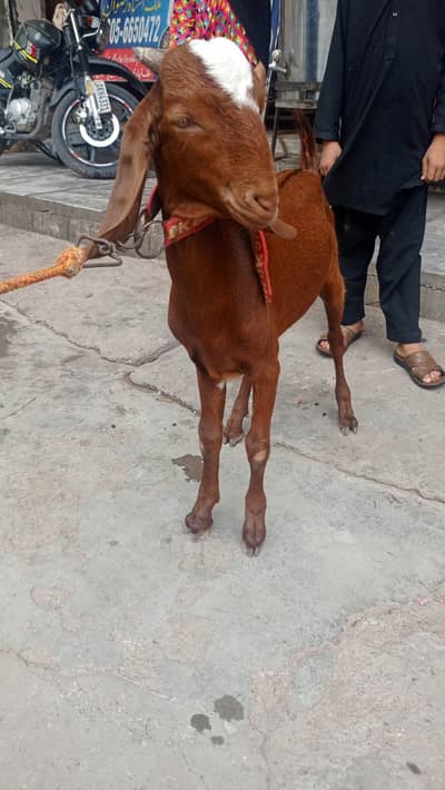 Beautiful Lail Pori Bakra