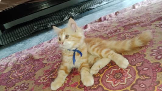 female Persian kitten