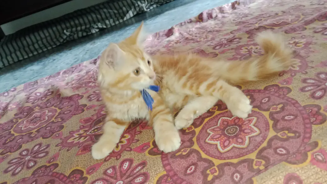 female Persian kitten — photo 2