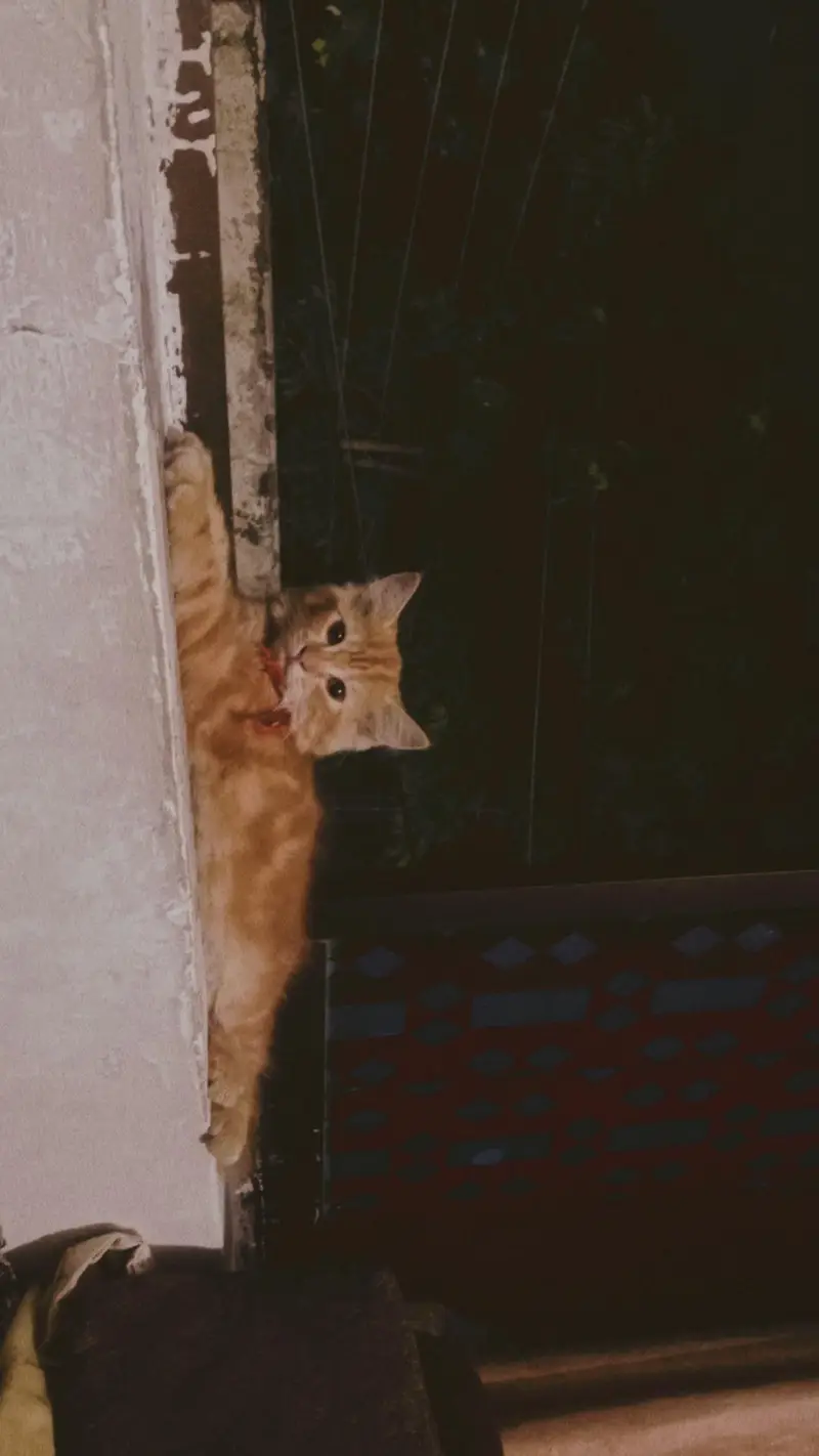 female Persian kitten — photo 3
