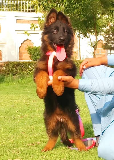 German shepherd proper long coat 3 month available