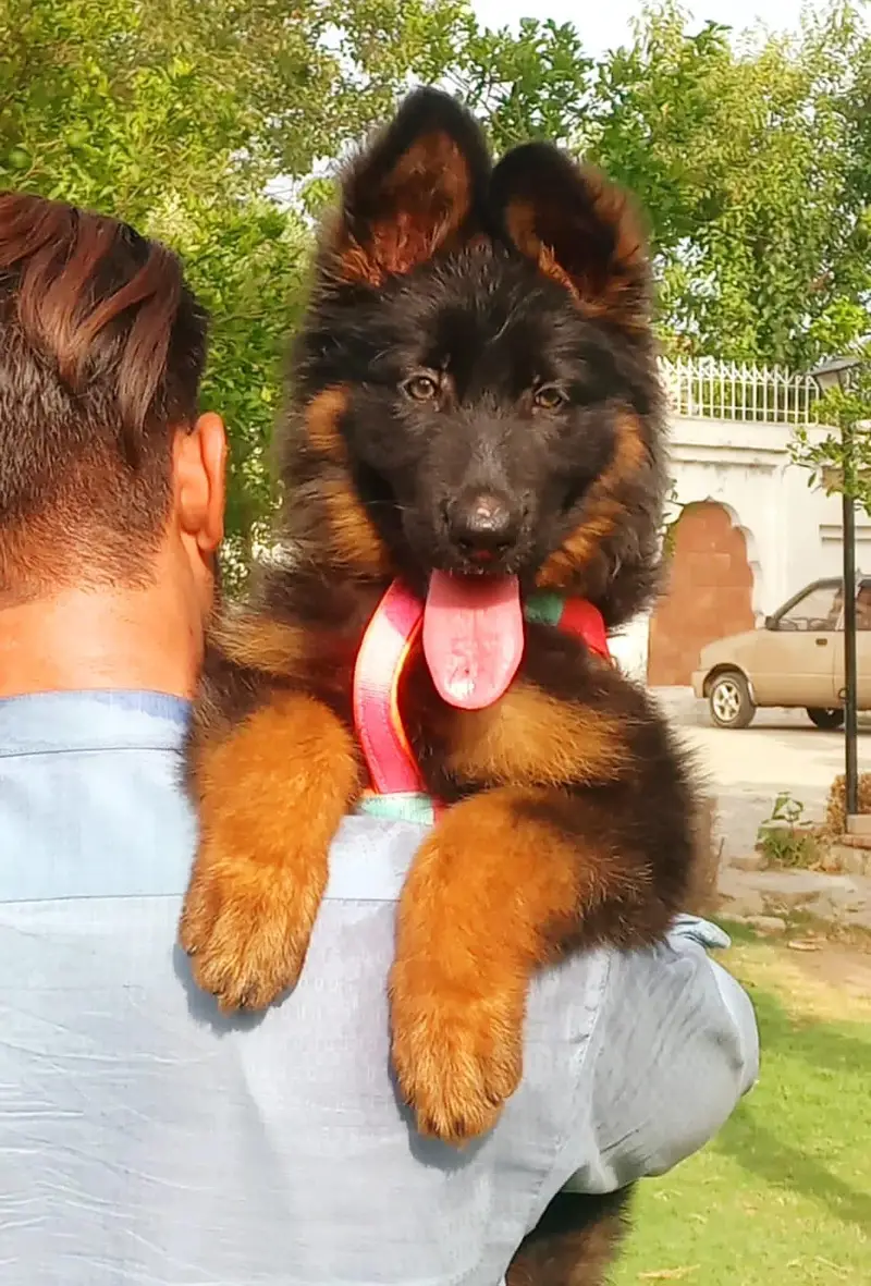 German shepherd proper long coat 3 month available — photo 2
