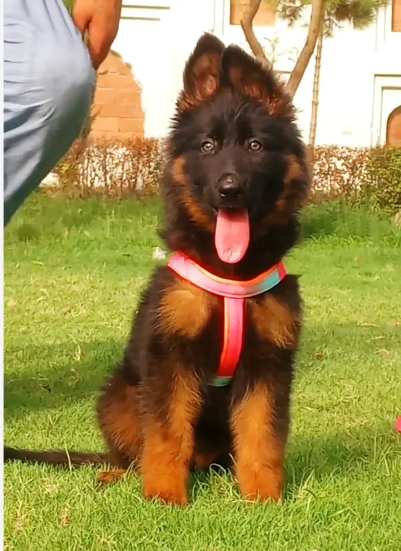 German shepherd proper long coat 3 month available — photo 3