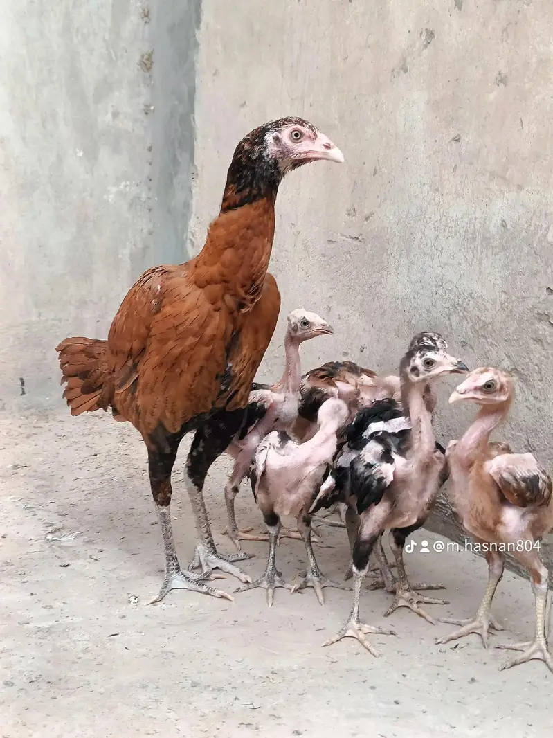 Bht khubsurat pilli patthi — photo 3
