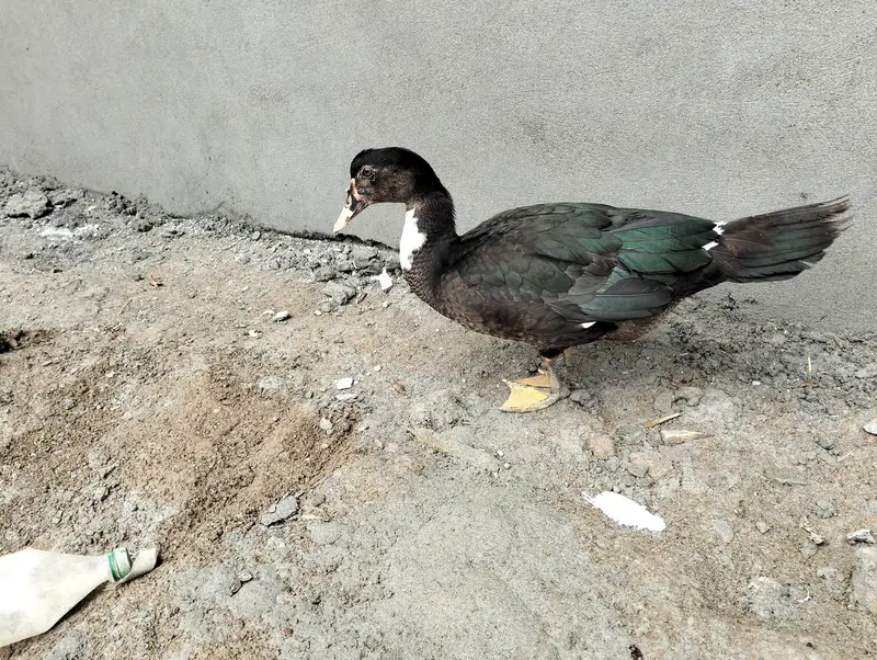 Muscuvy ducks (MUG)