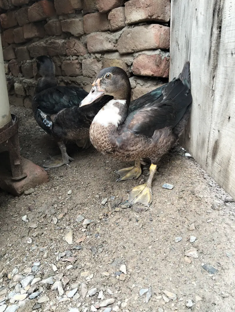 Muscuvy ducks (MUG) — photo 2