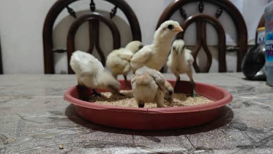 Dragon Chicks For Sale/White Dragon/Ice Blue Dragon/ Black Dragon/