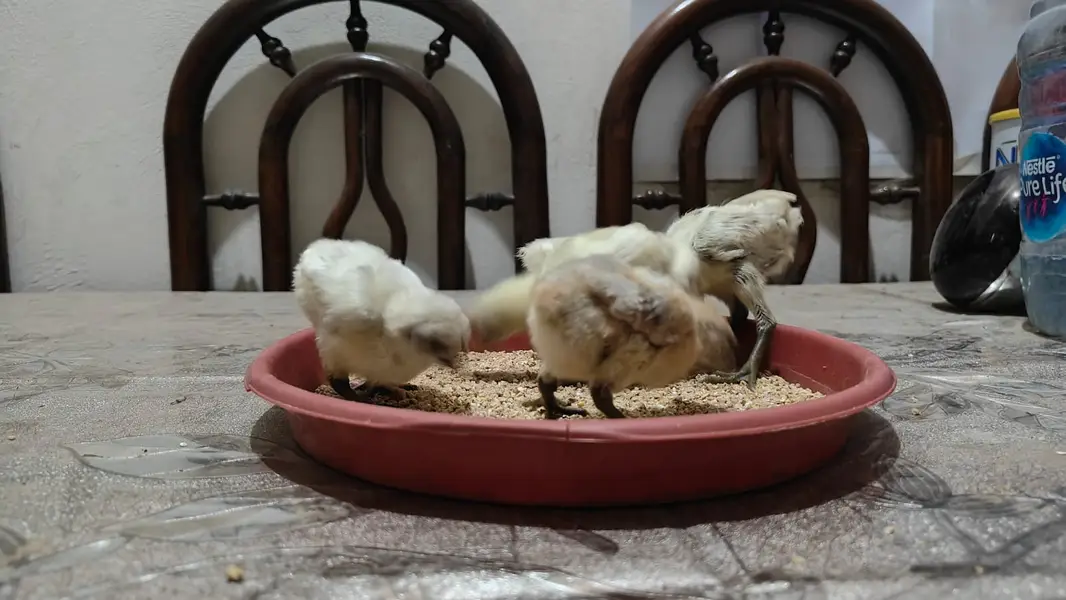 Dragon Chicks For Sale/White Dragon/Ice Blue Dragon/ Black Dragon/ — photo 2