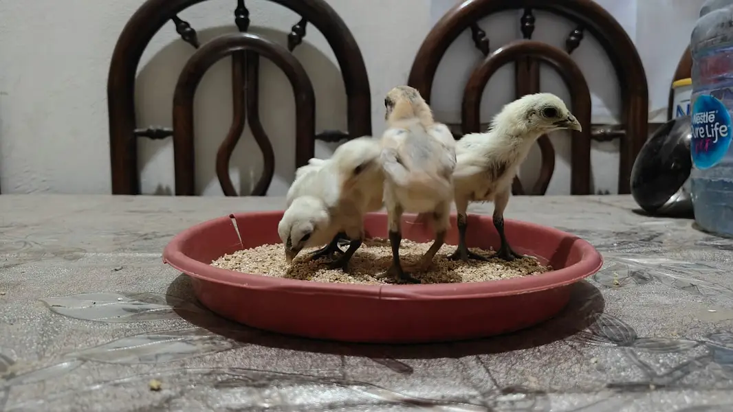 Dragon Chicks For Sale/White Dragon/Ice Blue Dragon/ Black Dragon/ — photo 3