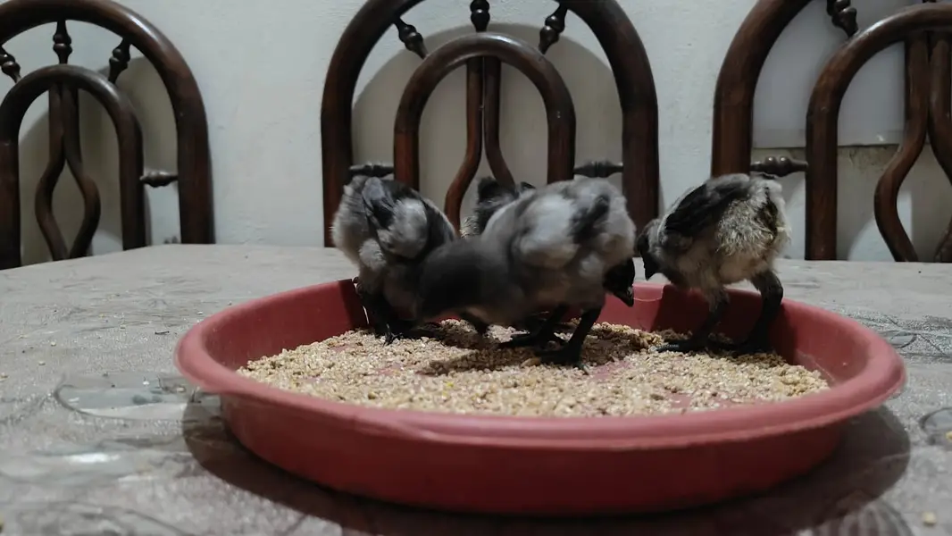 Dragon Chicks For Sale/White Dragon/Ice Blue Dragon/ Black Dragon/ — photo 4