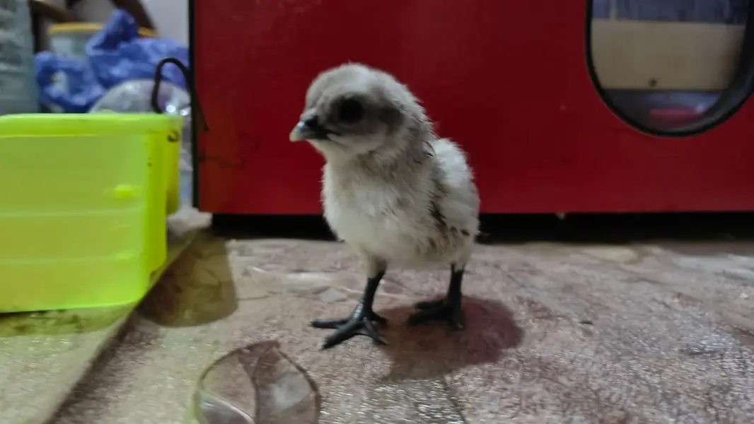 Dragon Chicks For Sale/White Dragon/Ice Blue Dragon/ Black Dragon/ — photo 6