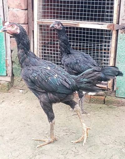patha for sale 03157697016
