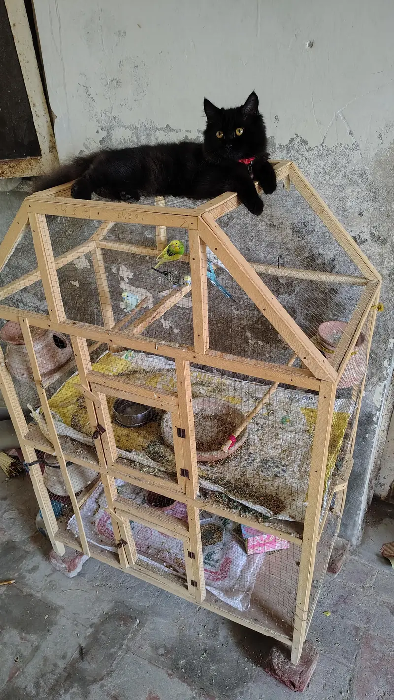 Full Cage with Budgies — photo 2