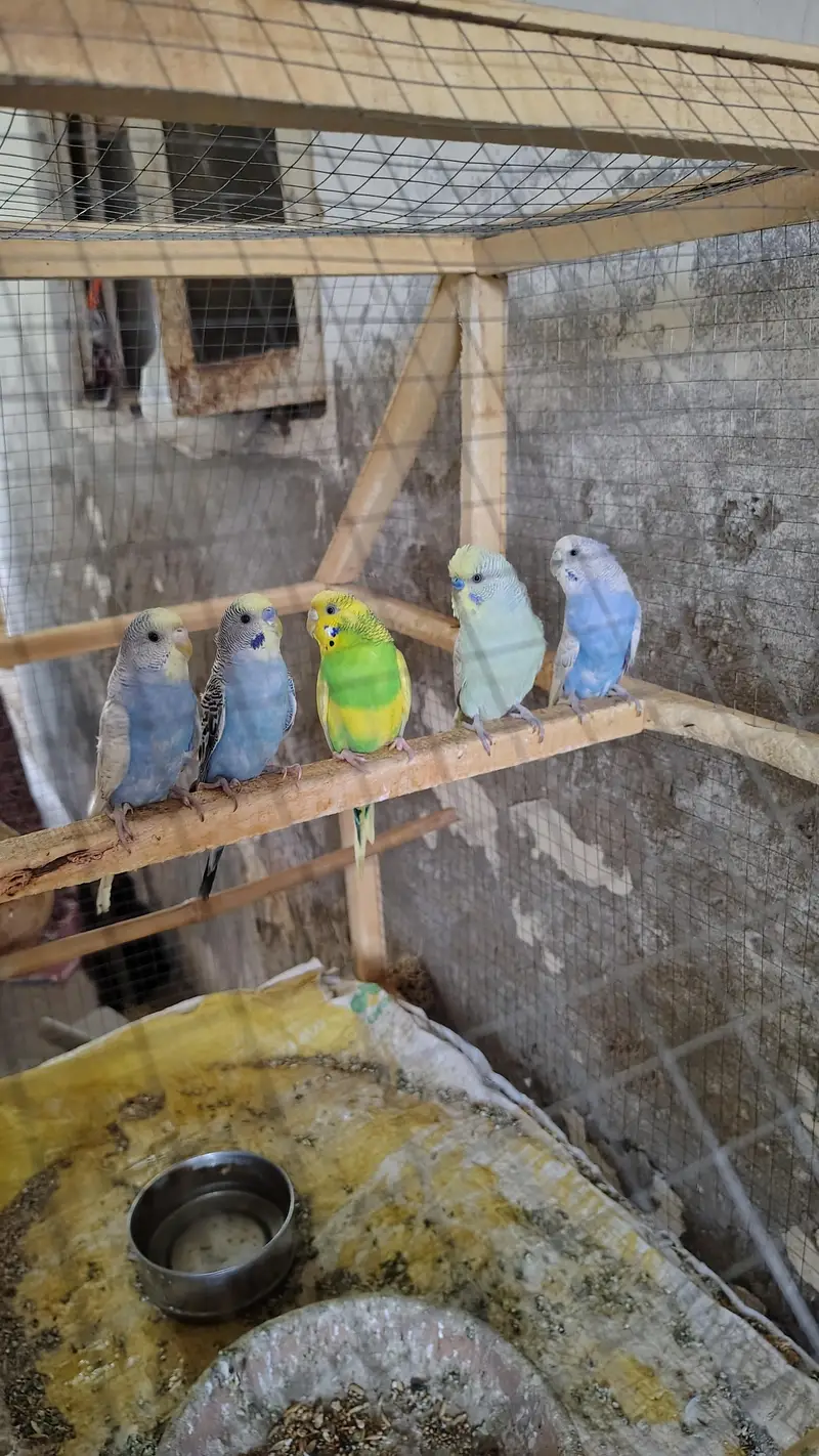 Full Cage with Budgies — photo 3