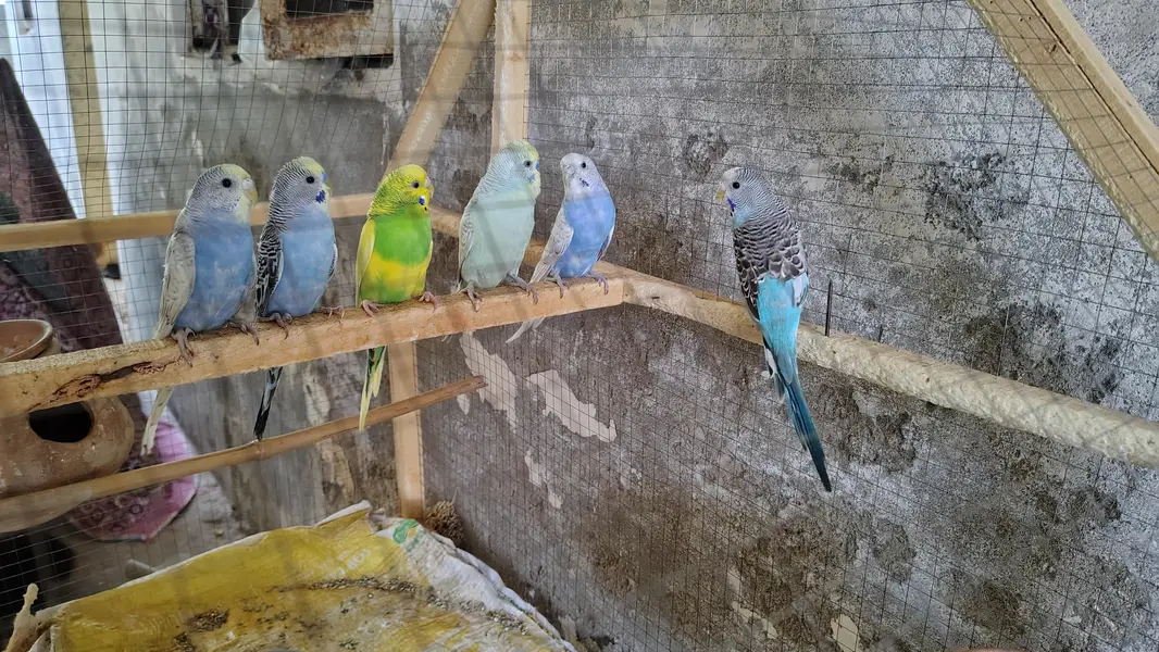 Full Cage with Budgies — photo 4