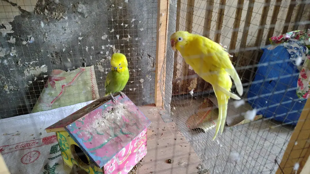 Full Cage with Budgies — photo 5