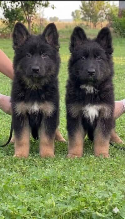 German Shepard proper long coat pair available