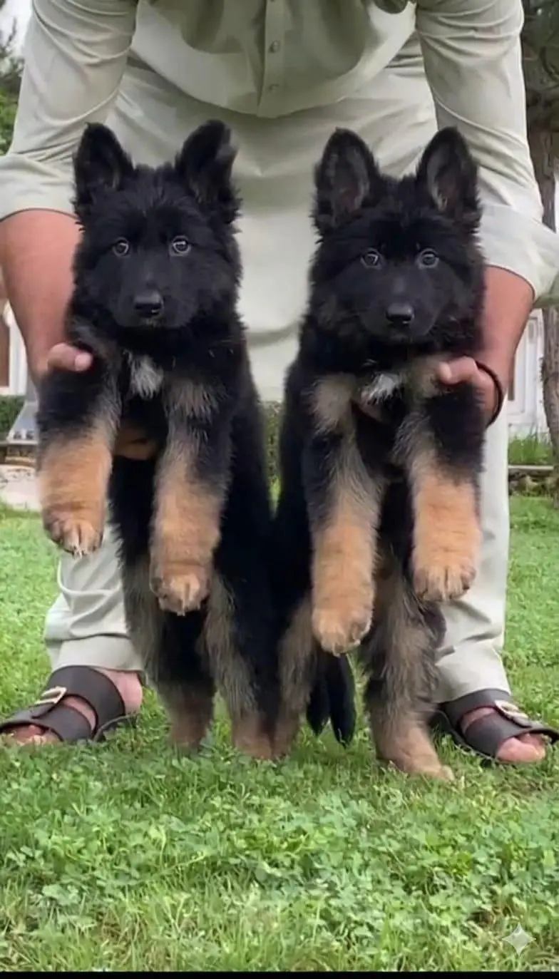 German Shepard proper long coat pair available — photo 3