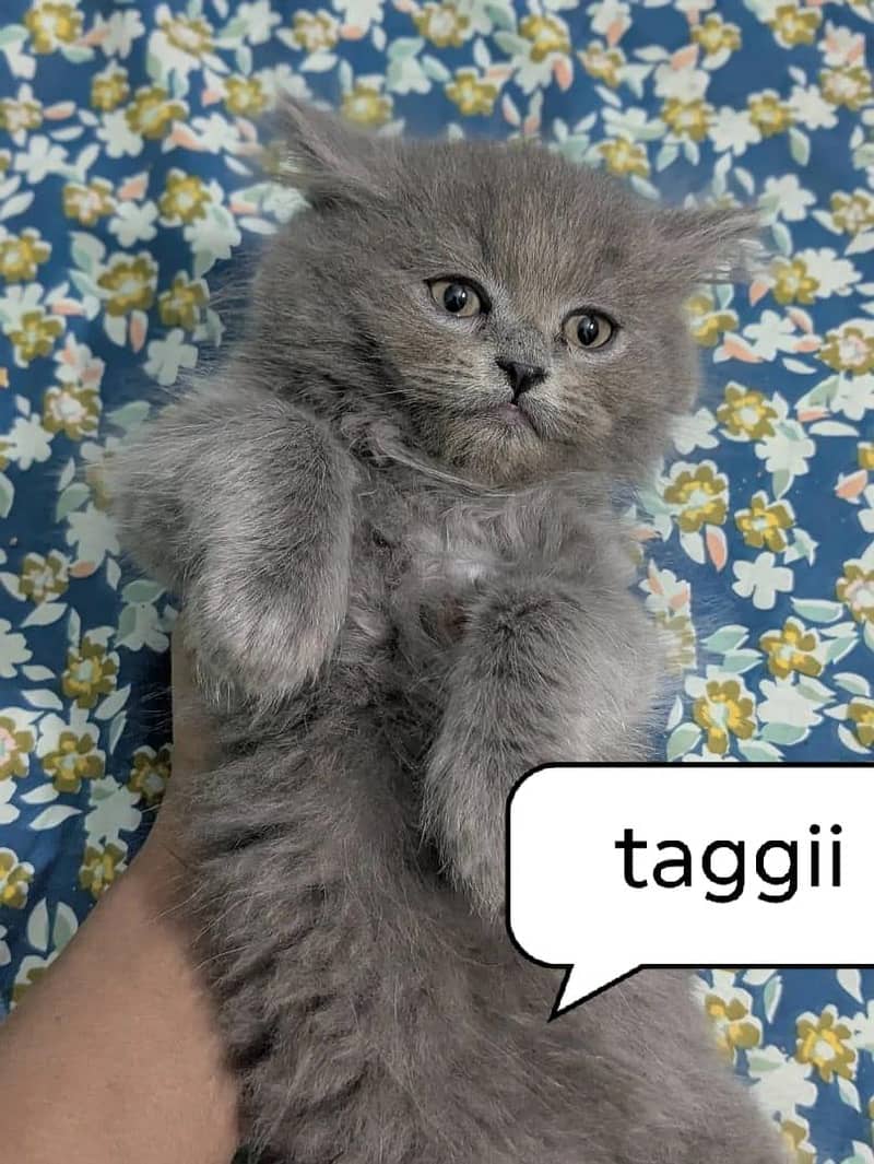 persian 0