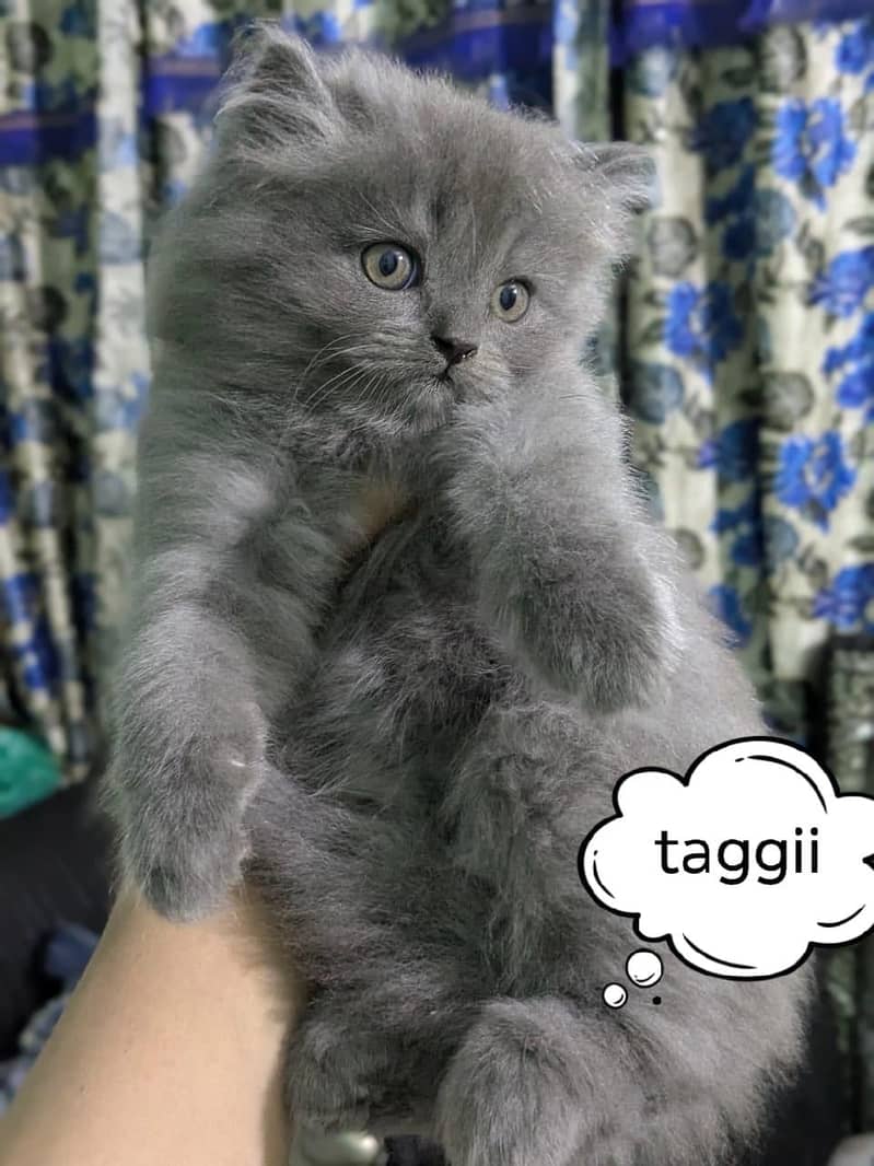 persian 1