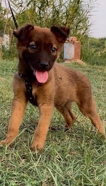 Belgium Bilinas mail 2 mahnt for sale active and healthy available