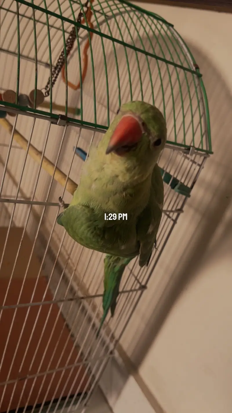Tamed ringenck (male) — photo 3