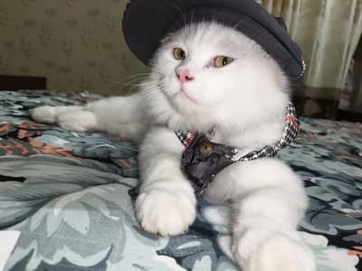 Persian Male cat Triple coated with extra long fur
