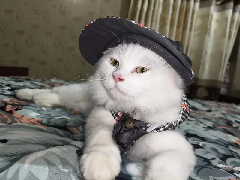 Persian Male cat Triple coated with extra long fur — photo 2