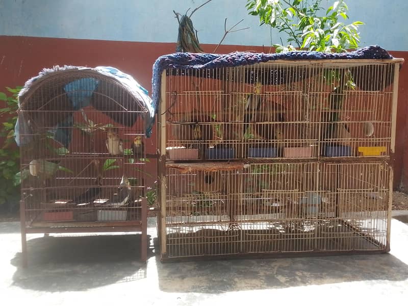 parrot  0