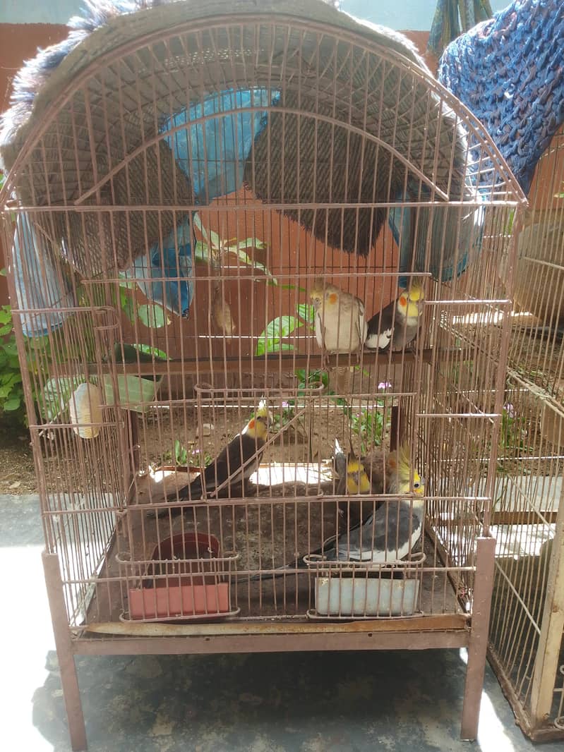 parrot  1