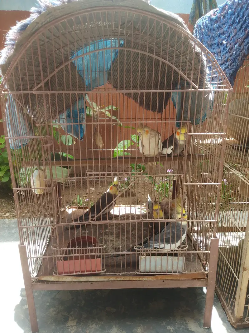 parrot  — photo 2